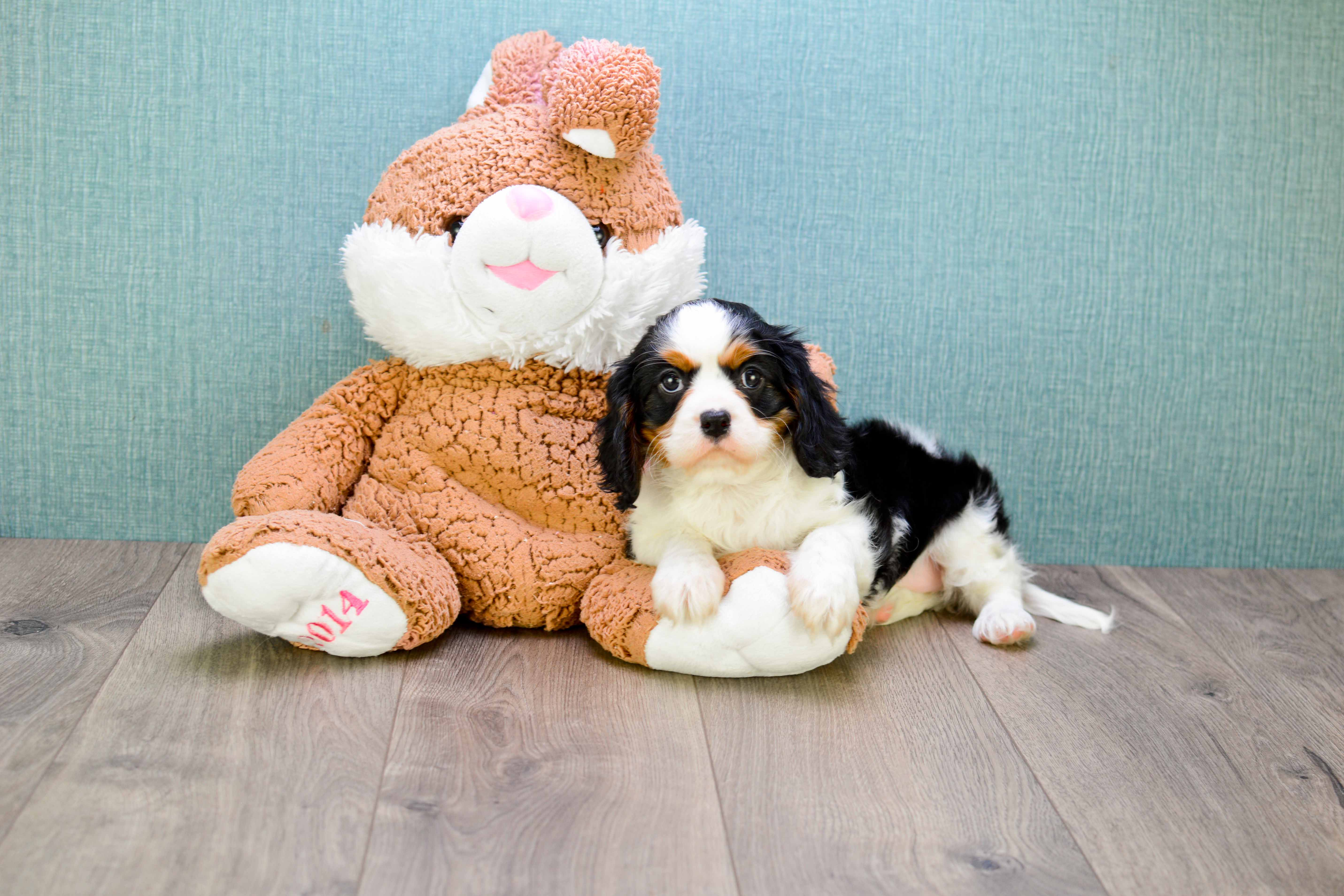 Energetic Cavalier King Charles Spaniel Purebred Puppy