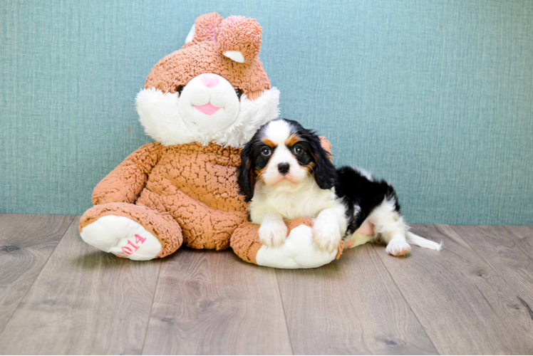 Energetic Cavalier King Charles Spaniel Purebred Puppy