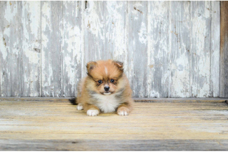 Pomeranian Puppy for Adoption