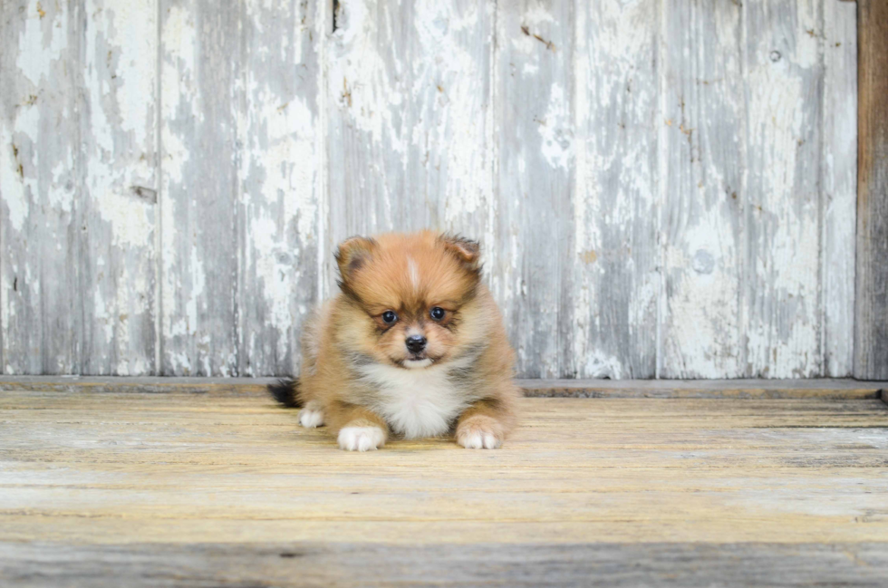 Pomeranian Puppy for Adoption