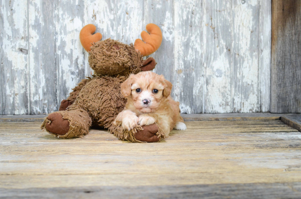 Best Cavachon Baby