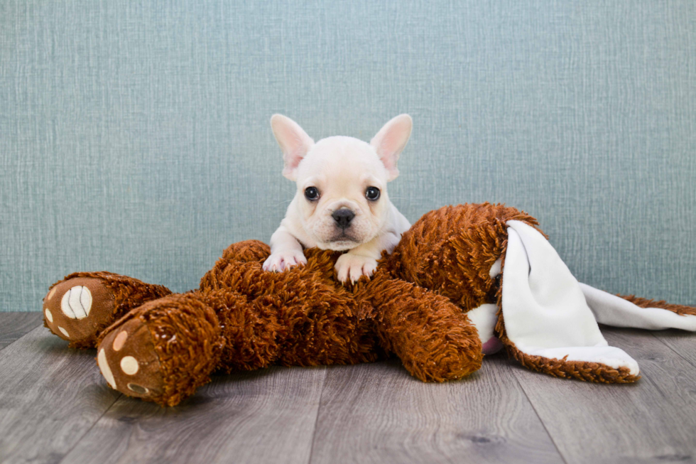 Best French Bulldog Baby