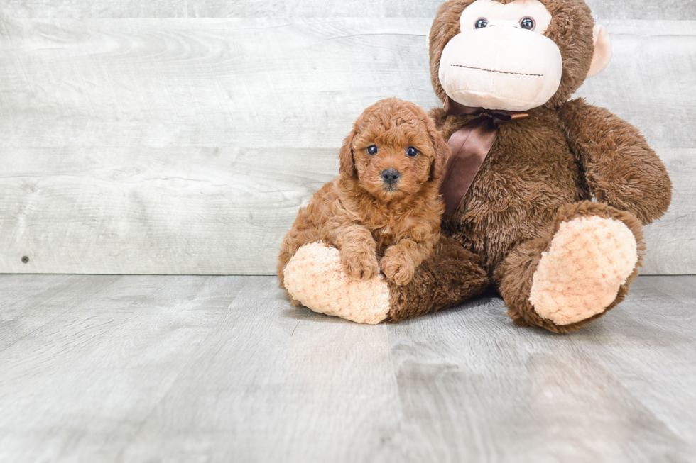 Little Cavoodle Poodle Mix Puppy