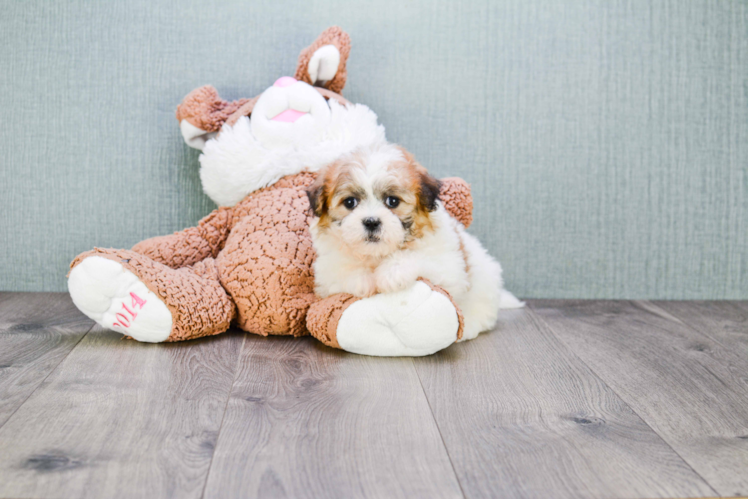 Cute Teddy Bear Baby