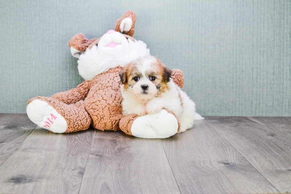 Cute Teddy Bear Baby