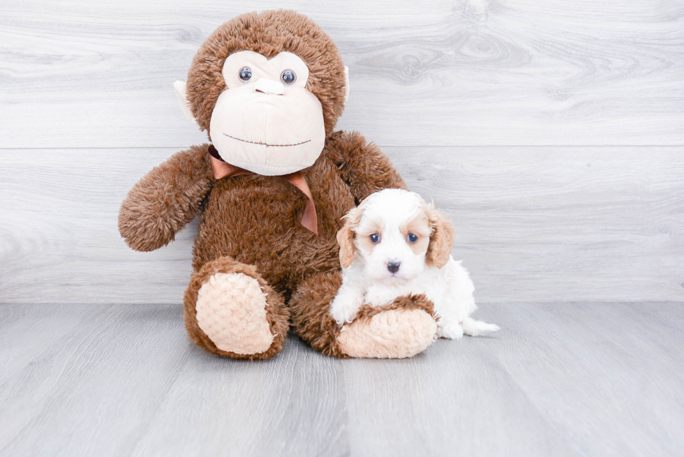 Adorable Cavoodle Poodle Mix Puppy