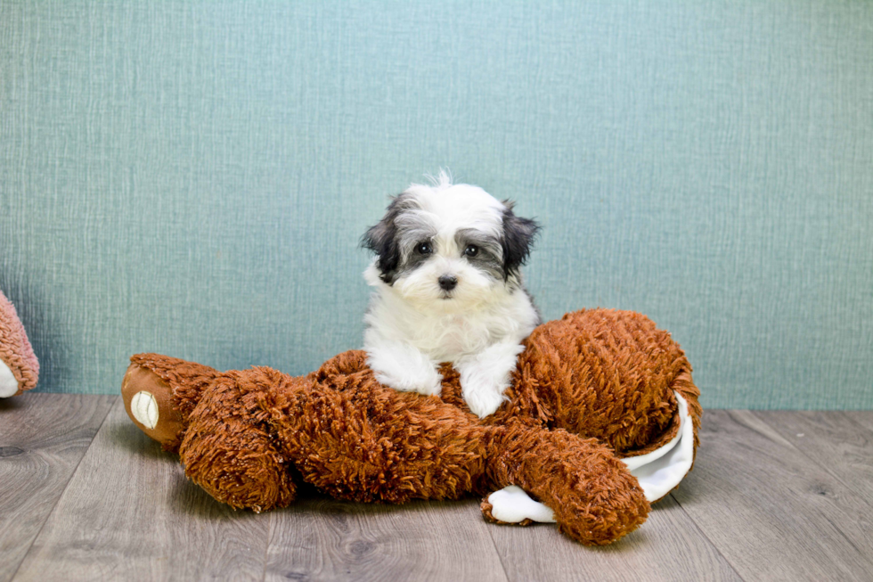 Best Havanese Baby