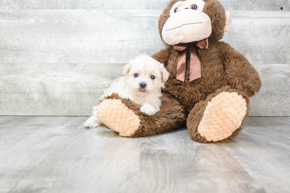 Hypoallergenic Maltese Poodle Poodle Mix Puppy