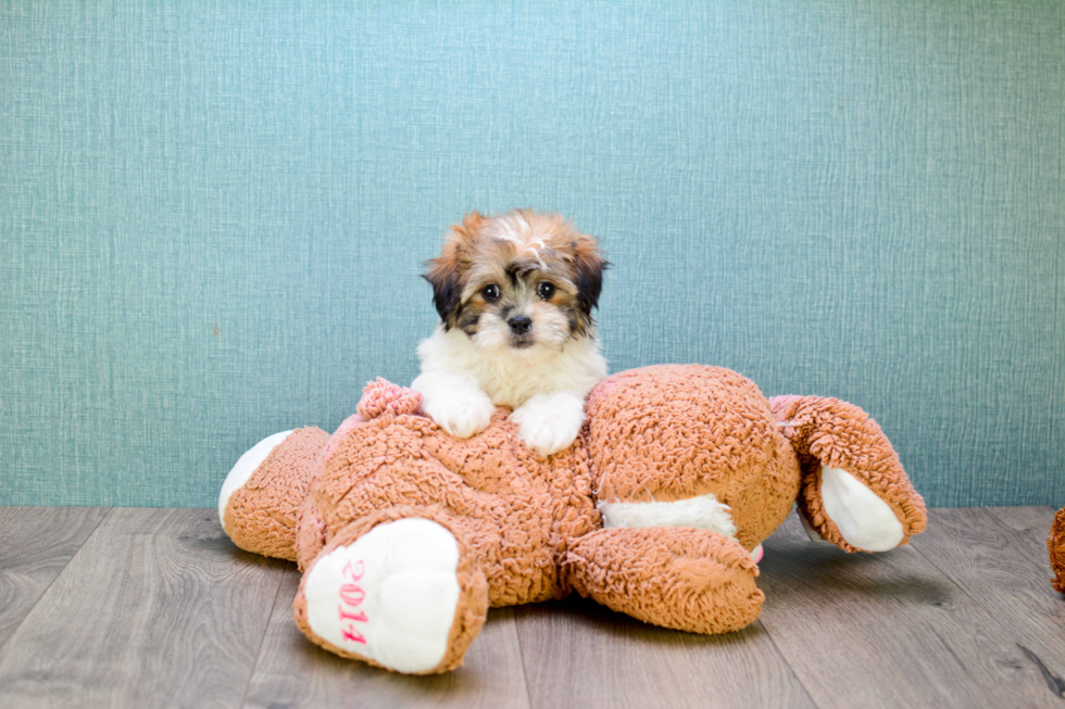 Friendly Teddy Bear Baby