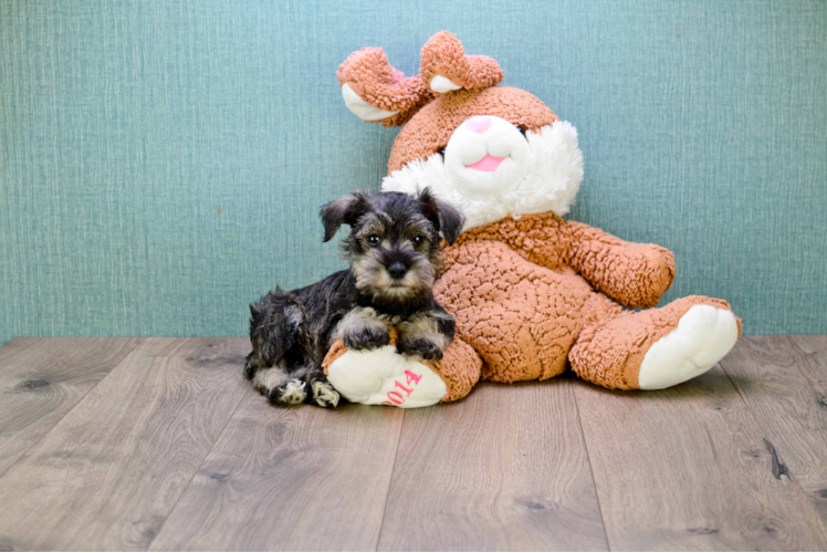 Cute Mini Schnauzer Baby