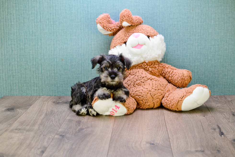 Cute Mini Schnauzer Baby