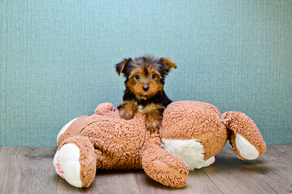 Meet Goldie - our Yorkshire Terrier Puppy Photo 