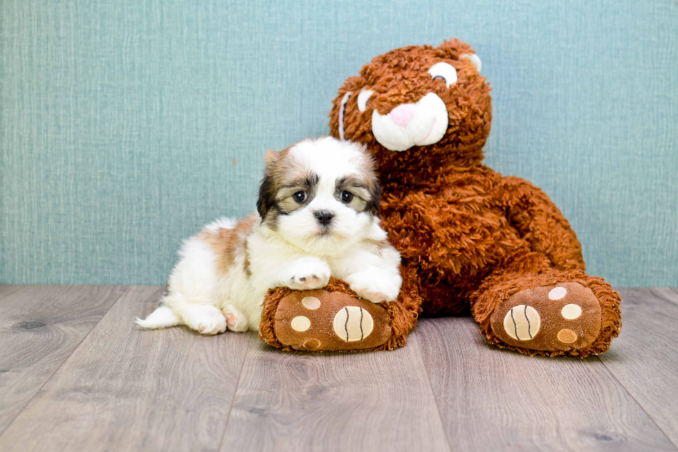 Teddy Bear Pup Being Cute