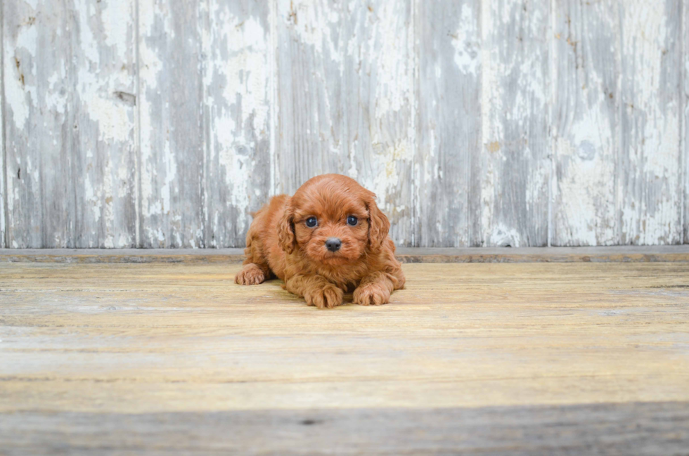 Best Cavapoo Baby