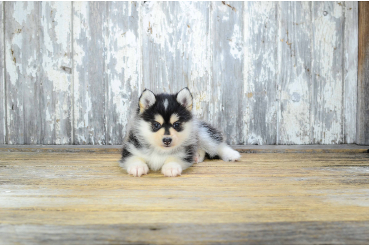 Pomsky Puppy for Adoption