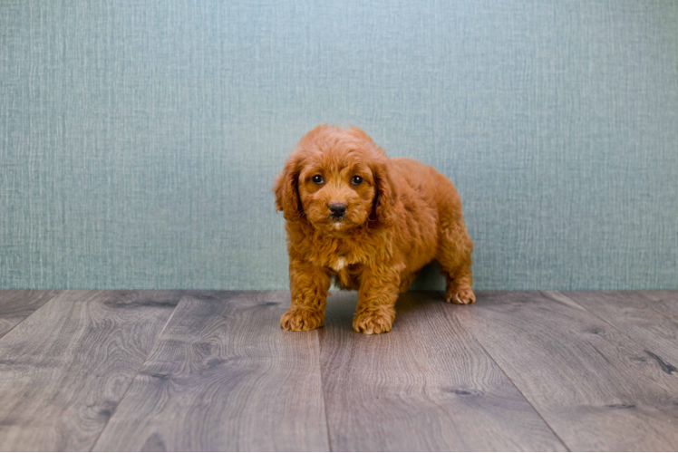 Mini Goldendoodle Puppy for Adoption