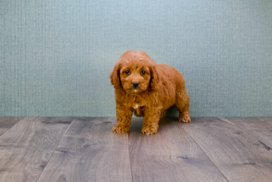 Mini Goldendoodle Puppy for Adoption