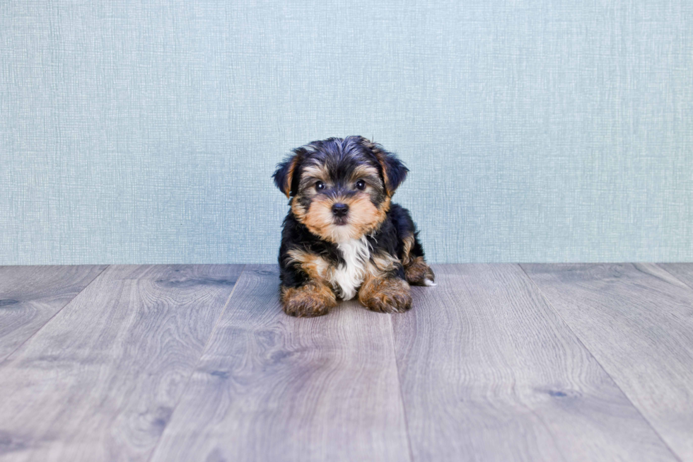 Meet Timmy - our Yorkshire Terrier Puppy Photo 