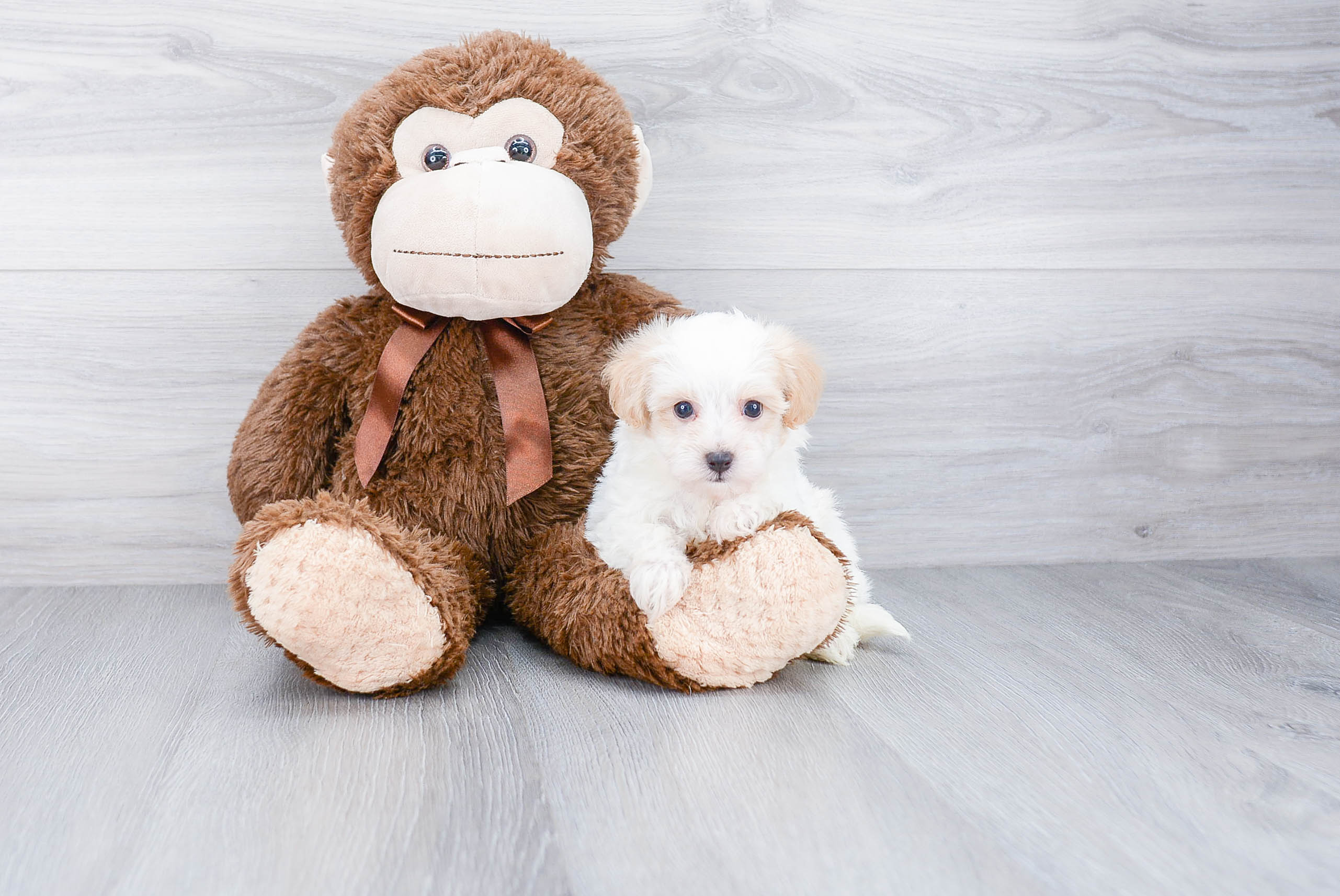Best Havanese Baby