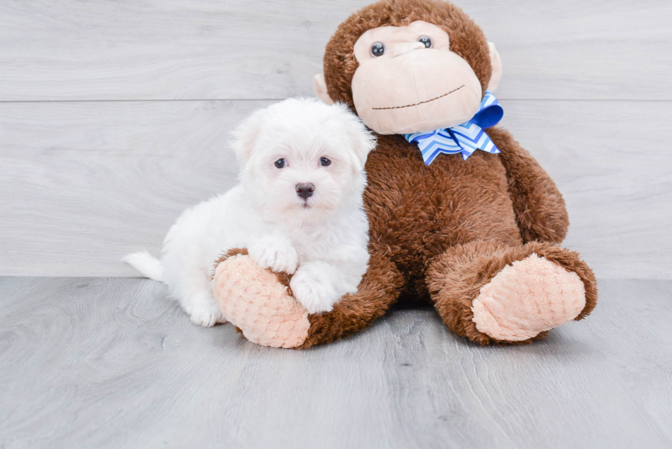 Sweet Maltese Purebred Puppy