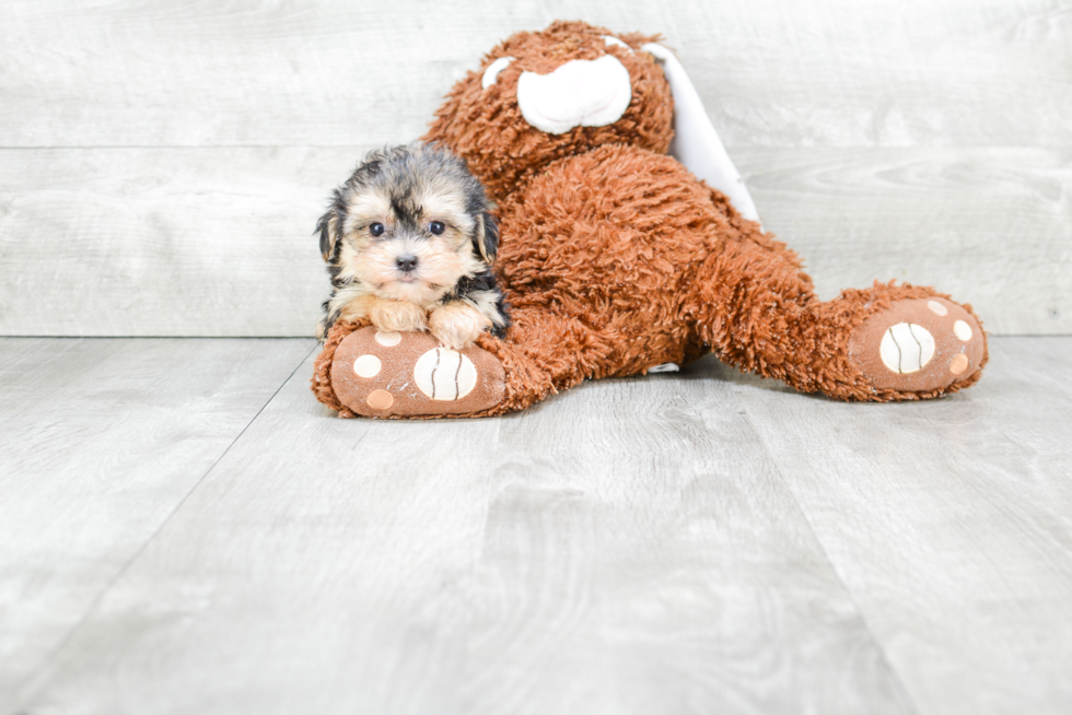 Fluffy Morkie Designer Pup