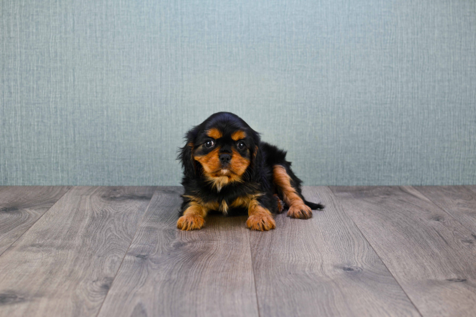 Cavalier King Charles Spaniel Pup Being Cute