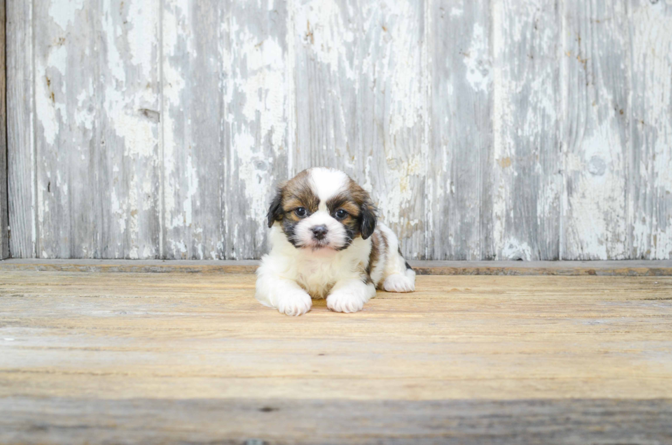 Popular Teddy Bear Designer Pup