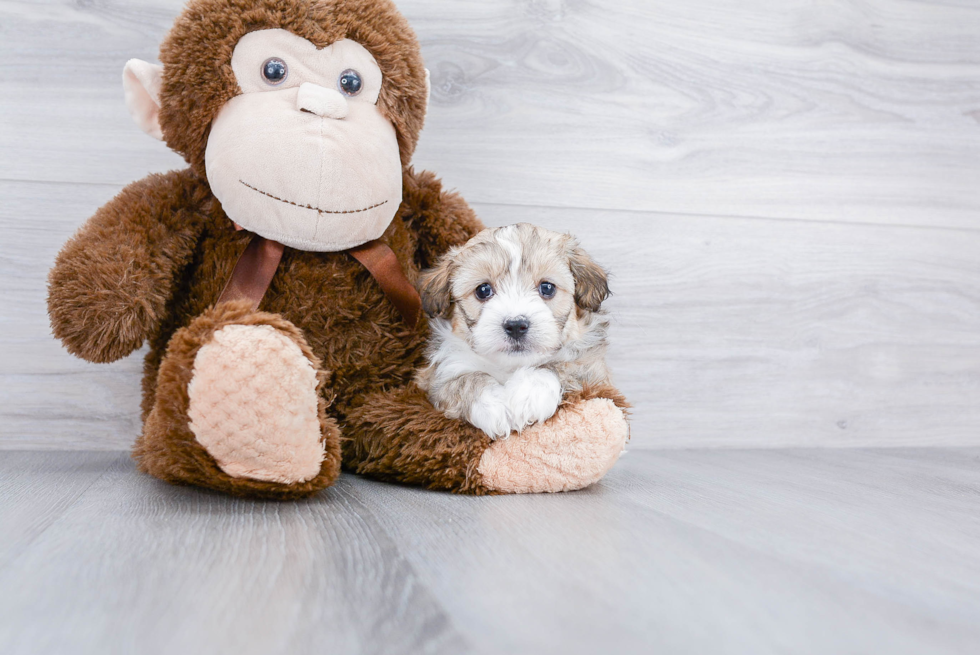 Mini Aussiedoodle Puppy for Adoption