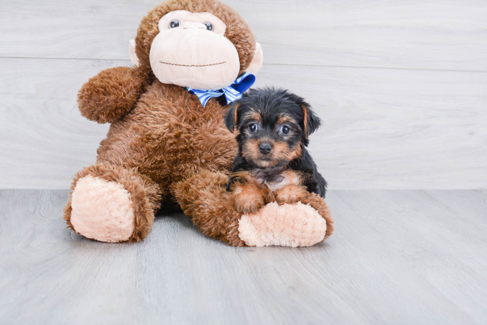 Meet Izzie - our Yorkshire Terrier Puppy Photo 