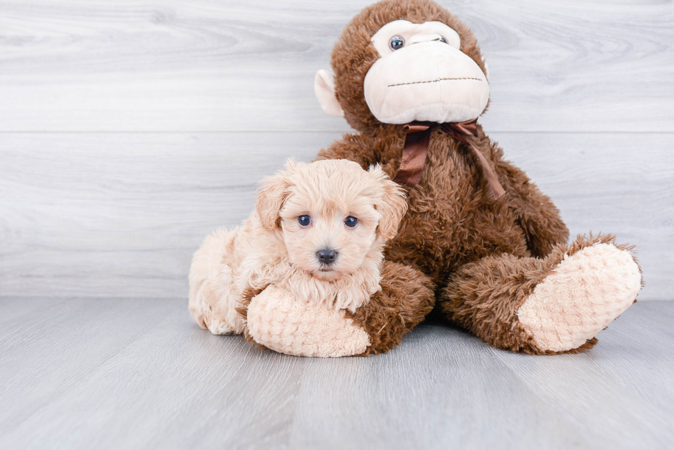 Cute Maltipoo Baby