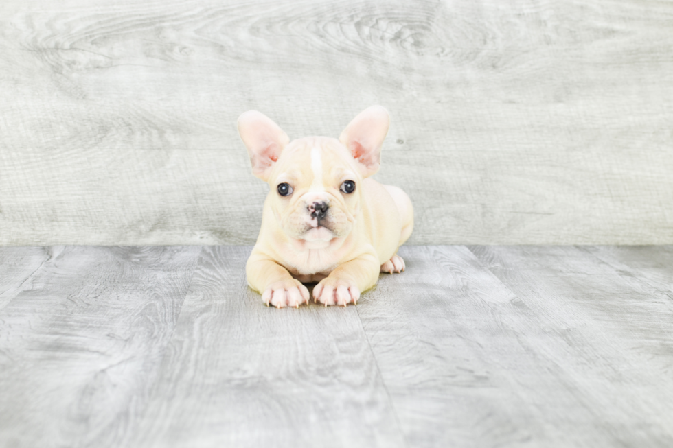 French Bulldog Puppy for Adoption