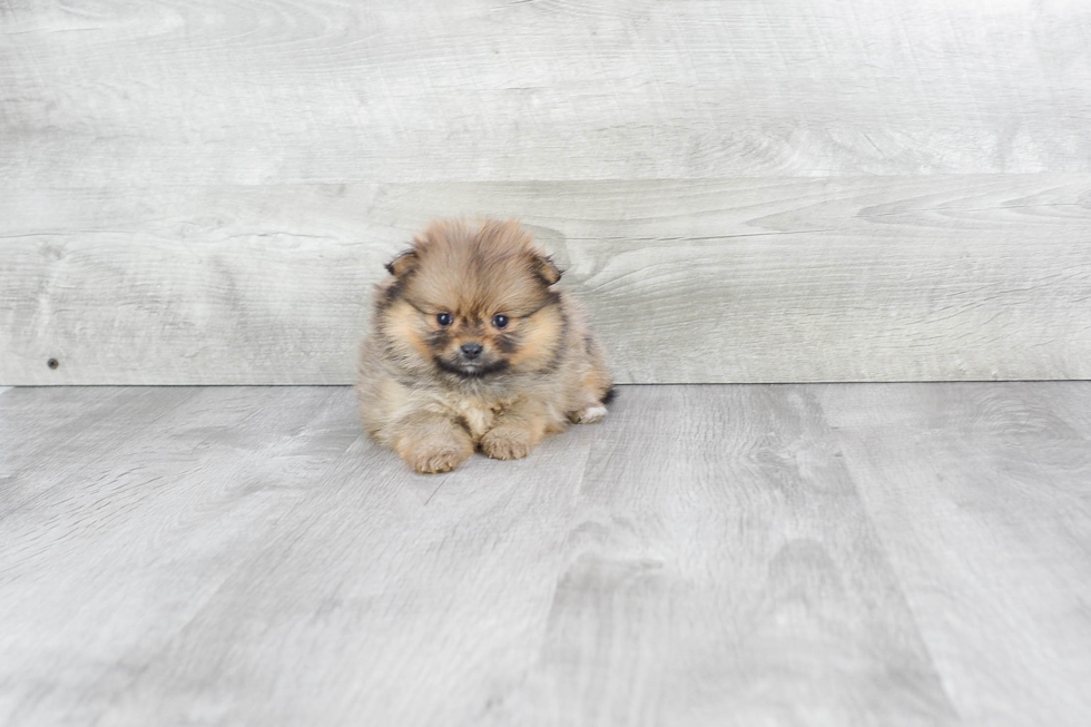 Pomeranian Puppy for Adoption