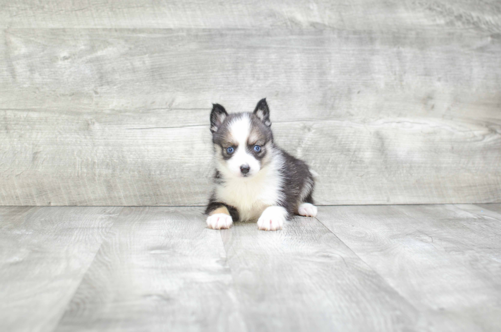 Smart Pomsky Designer Pup