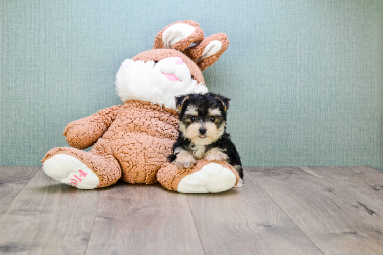 Morkie Pup Being Cute