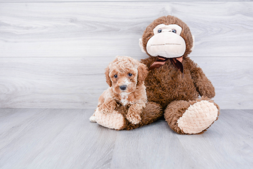 Best Cockapoo Baby