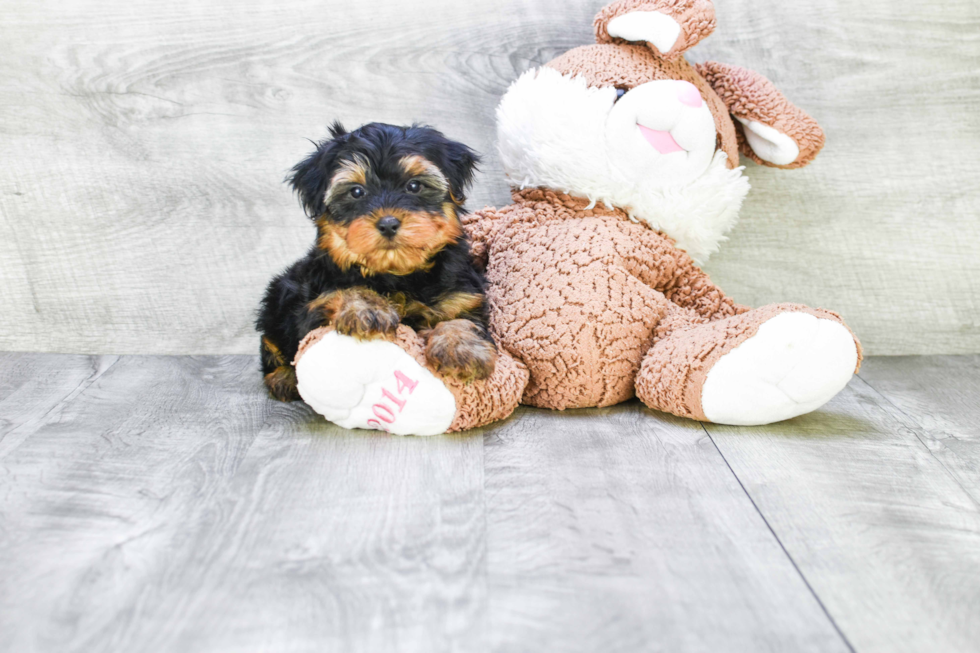 Meet Roscoe - our Yorkshire Terrier Puppy Photo 