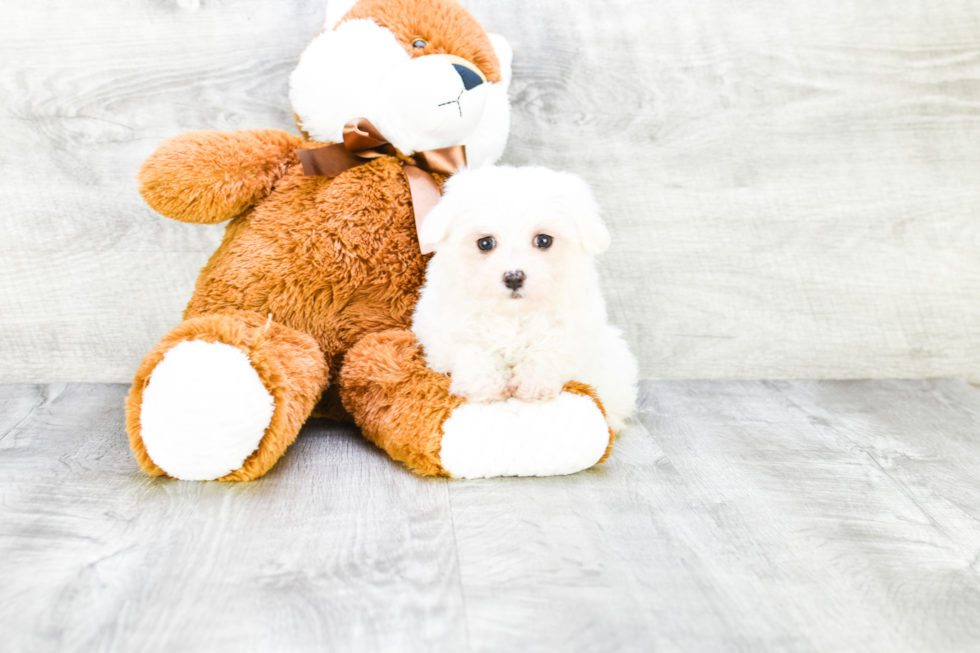 Popular Maltese Baby