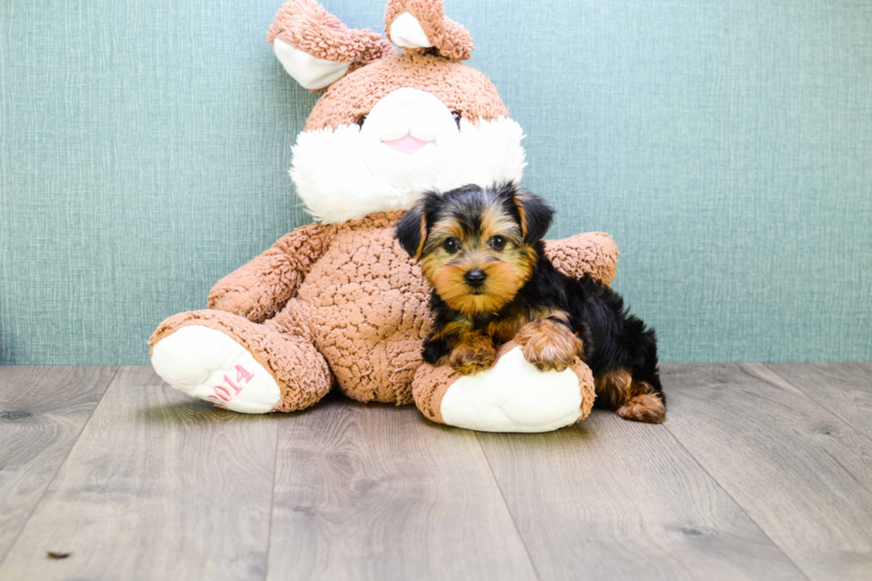 Meet  Teacup-Timmy - our Yorkshire Terrier Puppy Photo 