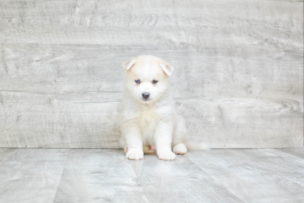 Pomsky Puppy for Adoption