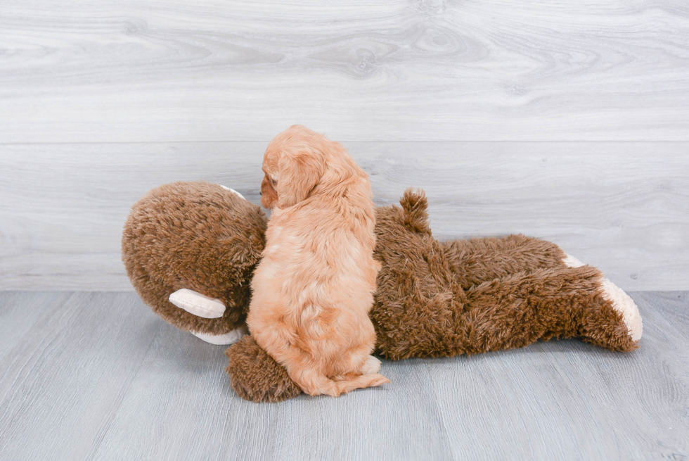 Cavapoo Pup Being Cute