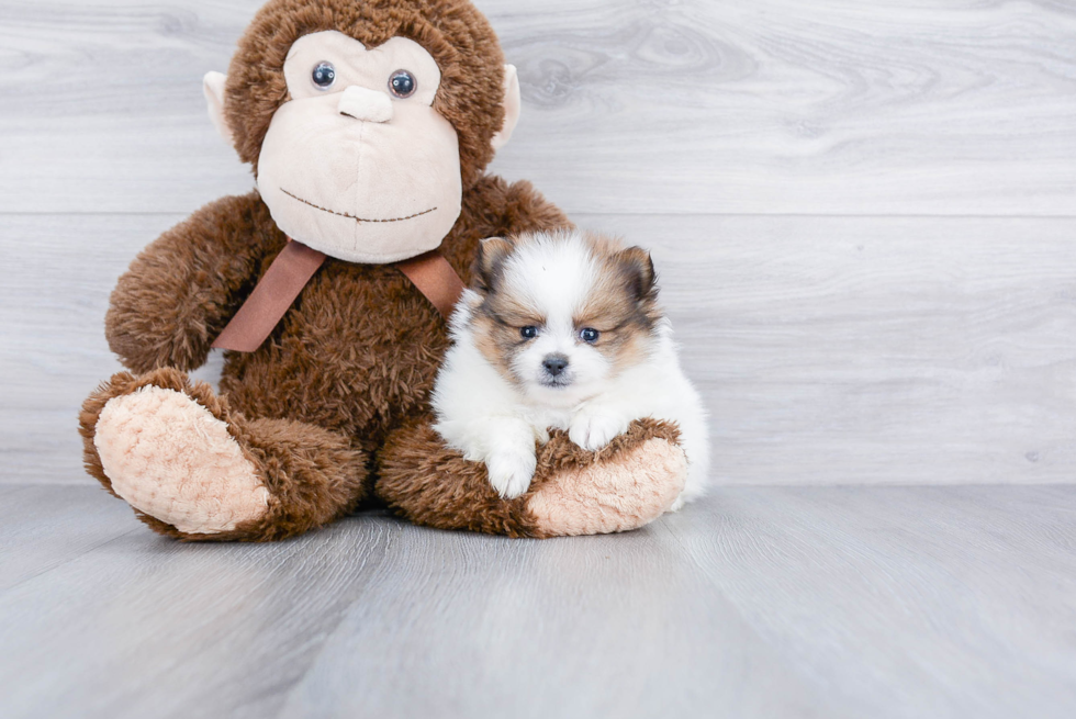 Hypoallergenic Pomeranian Baby