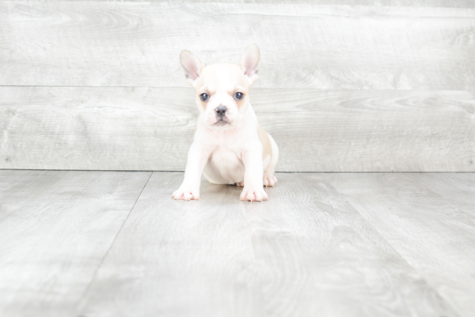 Hypoallergenic French Bulldog Purebred Pup