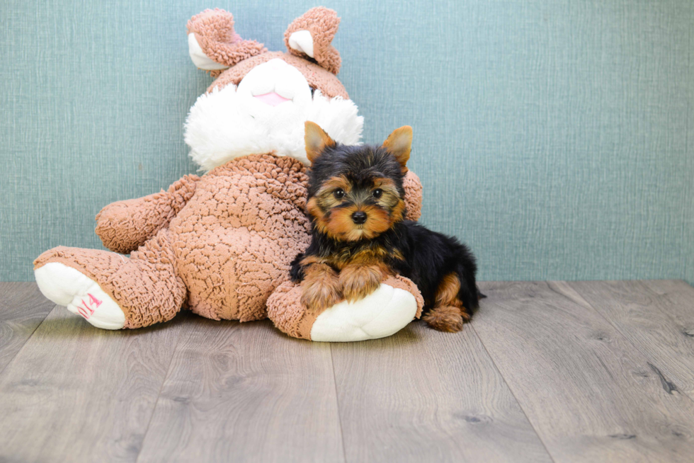 Meet Sebastian - our Yorkshire Terrier Puppy Photo 