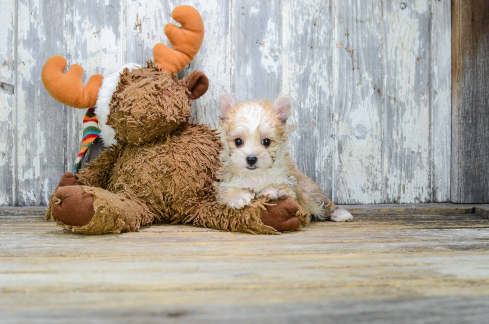 Fluffy Morkie Designer Pup