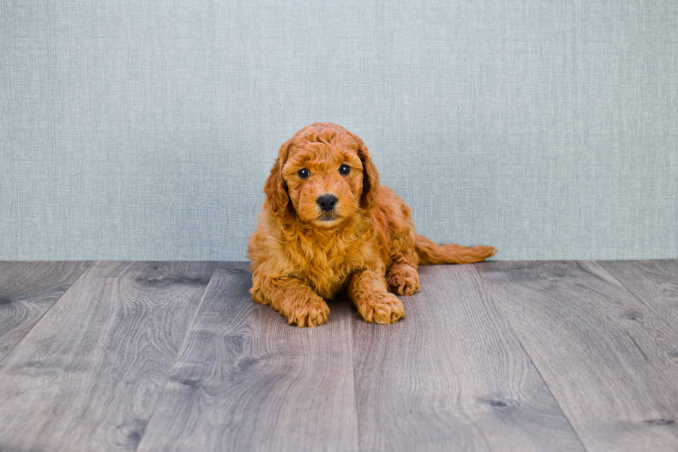 Sweet Mini Goldendoodle Baby