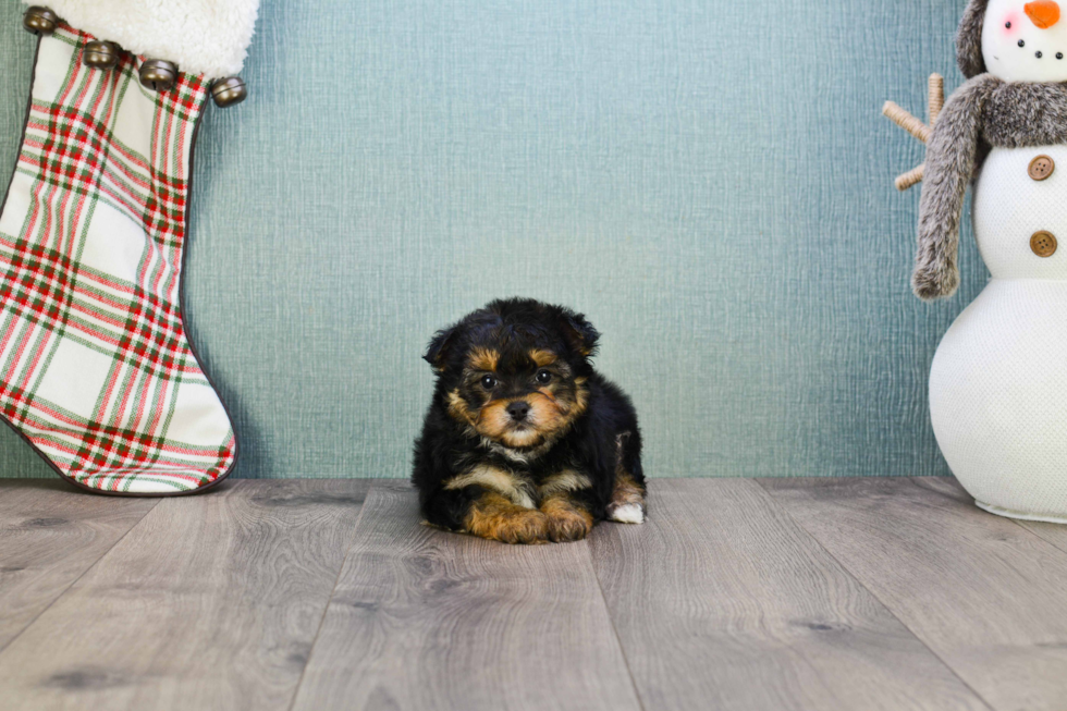 Morkie Puppy for Adoption