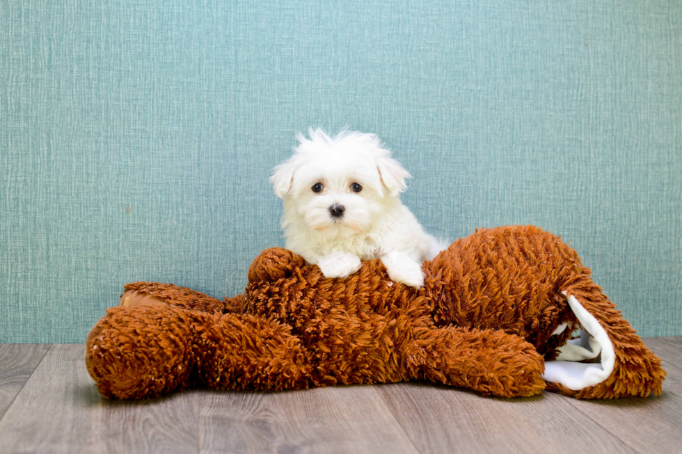 Petite Maltese Purebred Puppy