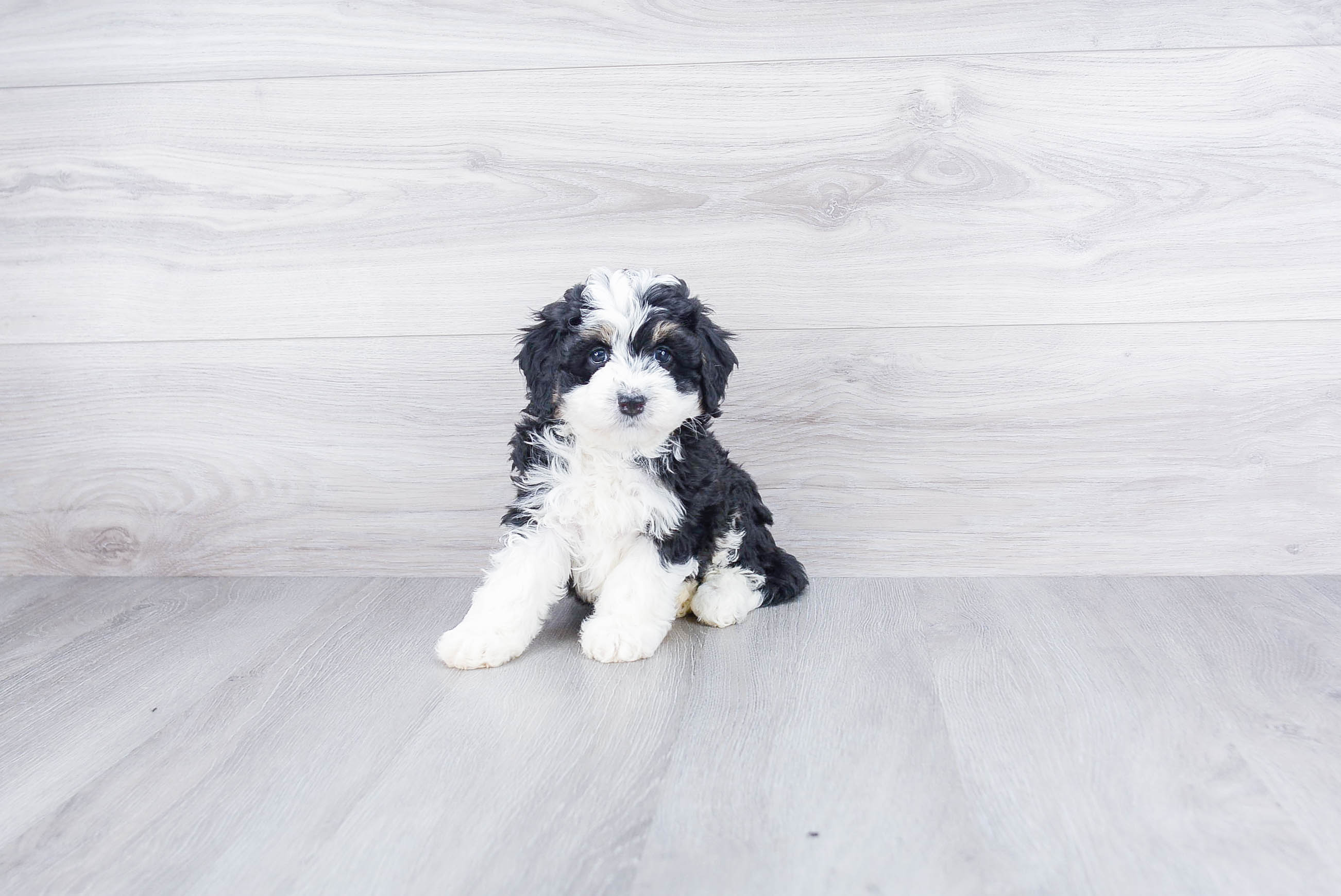 Best Mini Bernedoodle Baby
