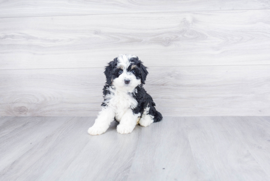 Best Mini Bernedoodle Baby