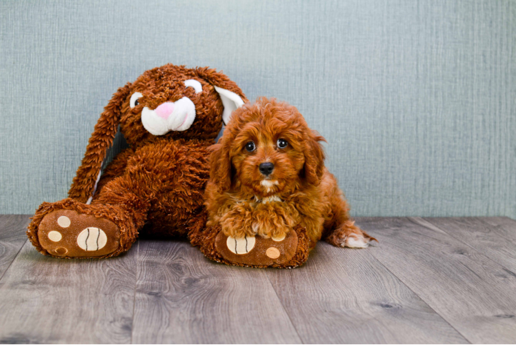 Happy Cavapoo Baby